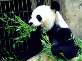 Фото Большая панда (Бамбуковый медведь)