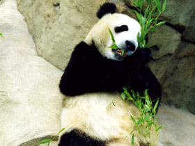 Большая панда (Бамбуковый медведь) Большая панда (Бамбуковый медведь)