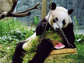 Фото Большая панда (Бамбуковый медведь)