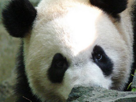 Фото Большая панда (Бамбуковый медведь)