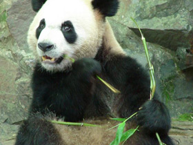 Фото Большая панда (Бамбуковый медведь)