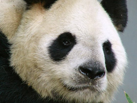 Фото Большая панда (Бамбуковый медведь)