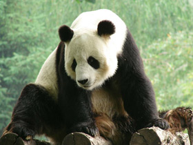 Фото Большая панда (Бамбуковый медведь)