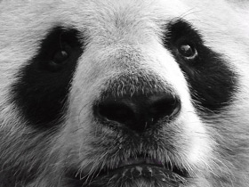 Фото Большая панда (Бамбуковый медведь)