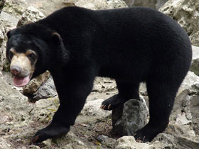 Смотреть фото Малайский медведь Фото Малайский медведь