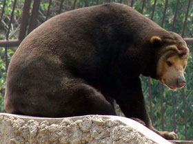 Смотреть фото Малайский медведь Фото Малайский медведь