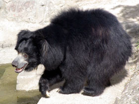 Губач Губач