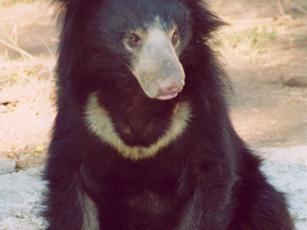 Губач Губач