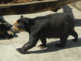 Фото Очковый медведь