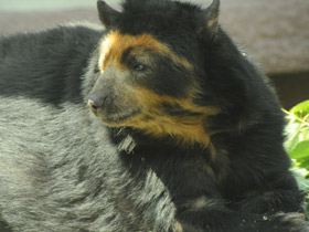 Фото Очковый медведь