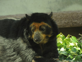 Фото Очковый медведь