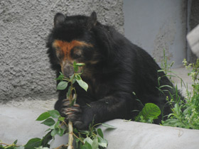 Фото Очковый медведь