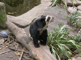 Фото Очковый медведь