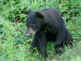 Смотреть фото Американский черный медведь Фото Американский черный медведь