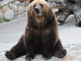 Смотреть фото Бурый медведь Фото Бурый медведь