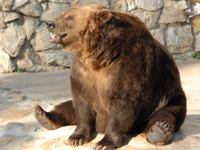 Смотреть фото 10 интересных фактов о медведях Фото 10 интересных фактов о медведях