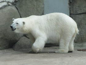 Смотреть фото Самые опасные животные для человека Фото Самые опасные животные для человека