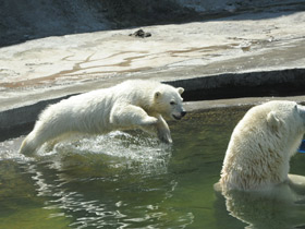 Белый медведь Белый медведь