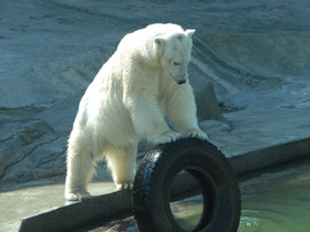 Смотреть фото Белый медведь Фото Белый медведь