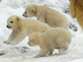 Белый медведь Белый медведь