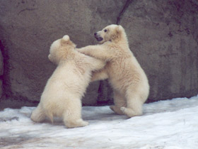Белый медведь Белый медведь