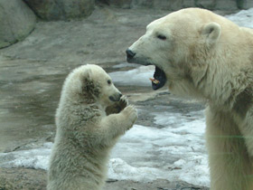 Белый медведь Белый медведь