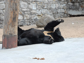 Фото Гималайский медведь