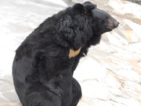 Фото Гималайский медведь