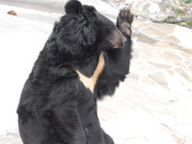 Фото Гималайский медведь