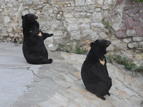 Фото Гималайский медведь