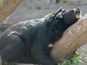 Гималайский медведь Гималайский медведь