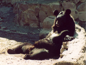 Фото Гималайский медведь