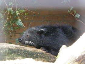 Смотреть фото Бинтуронг Фото Бинтуронг