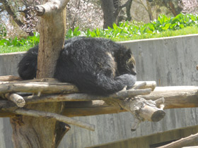 Смотреть фото Бинтуронг Фото Бинтуронг