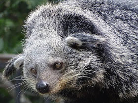 Смотреть фото Бинтуронг Фото Бинтуронг