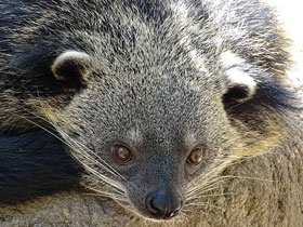 Смотреть фото Бинтуронг Фото Бинтуронг