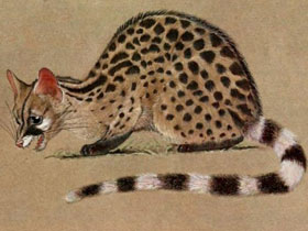 Смотреть фото Гребенчатая генетта Фото Гребенчатая генетта