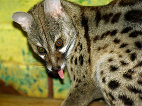 Фото Обыкновенная генета