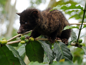 Фото Мусанг