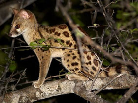 Смотреть фото Линзанг Литона Фото Линзанг Литона