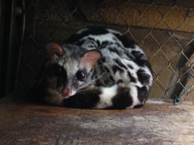 Фото Полосатый линсанг