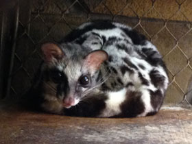 Фото Полосатый линсанг