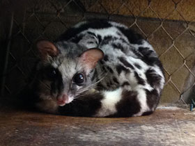 Фото Полосатый линсанг