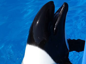 Дельфин Коммерсона Дельфин Коммерсона