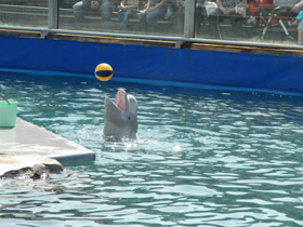 Смотреть фото Почему киты и дельфины выбрасываются на берег? Фото Почему киты и дельфины выбрасываются на берег?