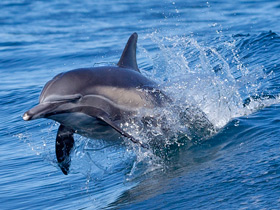 Длиннорылая белобочка Длиннорылая белобочка