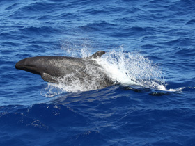 Смотреть фото Малая косатка Фото Малая косатка