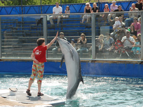 Смотреть фото 10 самых умных животных планеты Фото 10 самых умных животных планеты