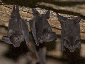 Смотреть фото Короткохвостый подковогуб Фото Короткохвостый подковогуб