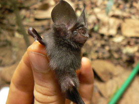 Смотреть фото Листонос Эллена Фото Листонос Эллена